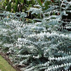 10 baby blue seeds, silver leaved mountain gum, powdered gum, mountain silver seeds - 10 seeds (eucalyptus pulverulenta) - pack of 10 rare and viable seeds - qo seeds