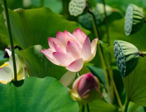 15 lotus seeds - grow in koi ponds, ponds, grow in a bowl as bonsai - water lily grow very easy - ships from iowa, usa