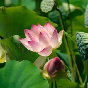 15 Lotus Seeds - Grow in Koi Ponds, Ponds, Grow in a Bowl as Bonsai - Water Lily Grow Very Easy - Ships from Iowa, USA