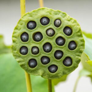 15 Lotus Seeds - Grow in Koi Ponds, Ponds, Grow in a Bowl as Bonsai - Water Lily Grow Very Easy - Ships from Iowa, USA