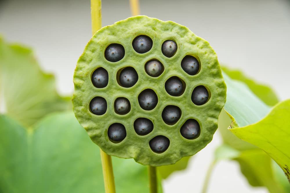 15 Lotus Seeds - Grow in Koi Ponds, Ponds, Grow in a Bowl as Bonsai - Water Lily Grow Very Easy - Ships from Iowa, USA