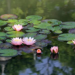 15 Lotus Seeds - Grow in Koi Ponds, Ponds, Grow in a Bowl as Bonsai - Water Lily Grow Very Easy - Ships from Iowa, USA