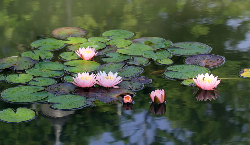 15 Lotus Seeds - Grow in Koi Ponds, Ponds, Grow in a Bowl as Bonsai - Water Lily Grow Very Easy - Ships from Iowa, USA