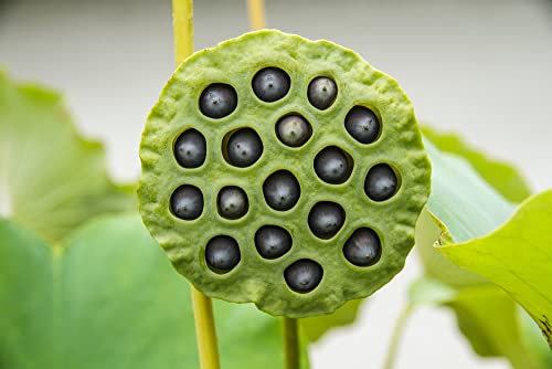 10 Lotus Seeds for Planting - Grow in a Bowl, Koi Pond, Outdoor Pond - Popular Indoor Aquatic Bonsai