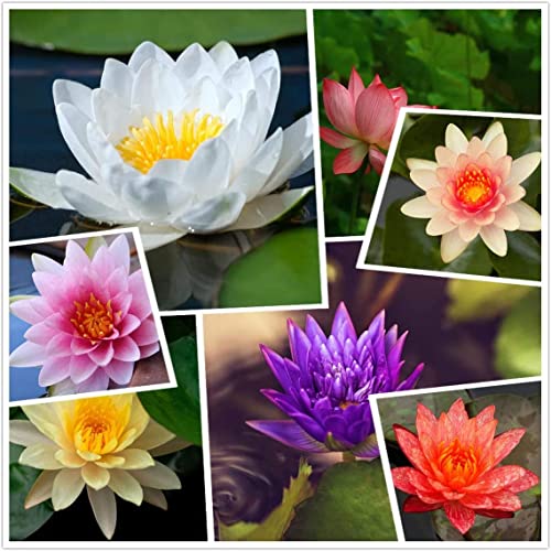 10 Lotus Seeds for Planting - Grow in a Bowl, Koi Pond, Outdoor Pond - Popular Indoor Aquatic Bonsai