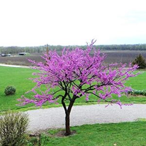 Judas Tree Bonsai European Redbud Tree of Love Flowering Cercis Siliquastrum Sakura 15 Seeds for Planting