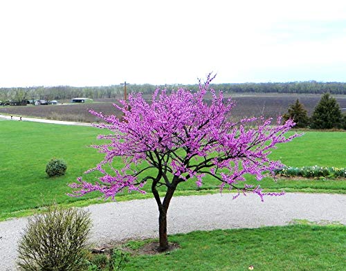 Judas Tree Bonsai European Redbud Tree of Love Flowering Cercis Siliquastrum Sakura 15 Seeds for Planting