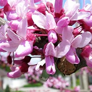 Judas Tree Bonsai European Redbud Tree of Love Flowering Cercis Siliquastrum Sakura 15 Seeds for Planting