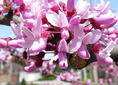 Judas Tree Bonsai European Redbud Tree of Love Flowering Cercis Siliquastrum Sakura 15 Seeds for Planting