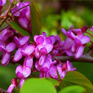 Judas Tree Bonsai European Redbud Tree of Love Flowering Cercis Siliquastrum Sakura 15 Seeds for Planting