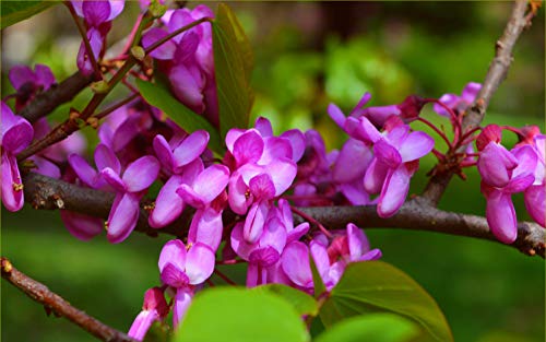 Judas Tree Bonsai European Redbud Tree of Love Flowering Cercis Siliquastrum Sakura 15 Seeds for Planting