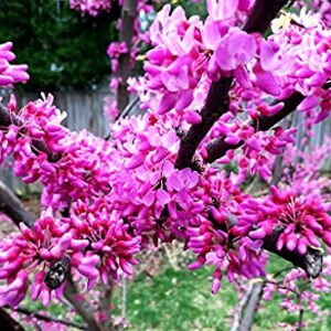 Judas Tree Bonsai European Redbud Tree of Love Flowering Cercis Siliquastrum Sakura 15 Seeds for Planting