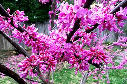 Judas Tree Bonsai European Redbud Tree of Love Flowering Cercis Siliquastrum Sakura 15 Seeds for Planting