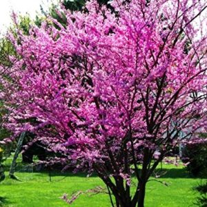 Judas Tree Bonsai European Redbud Tree of Love Flowering Cercis Siliquastrum Sakura 15 Seeds for Planting