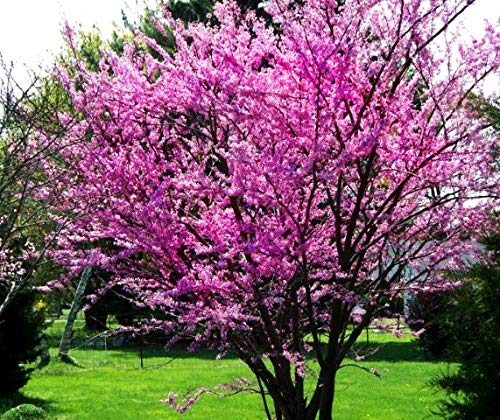 Judas Tree Bonsai European Redbud Tree of Love Flowering Cercis Siliquastrum Sakura 15 Seeds for Planting