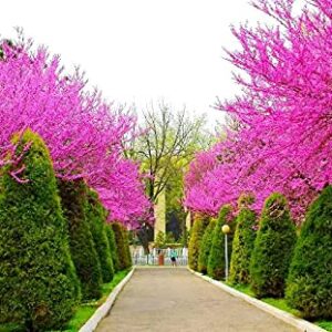 Judas Tree Bonsai European Redbud Tree of Love Flowering Cercis Siliquastrum Sakura 15 Seeds for Planting