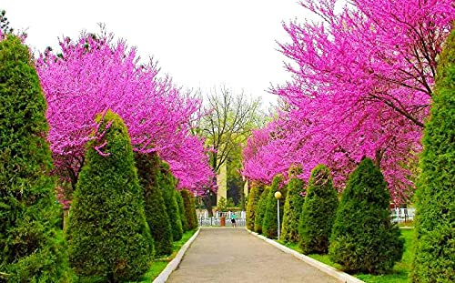 Judas Tree Bonsai European Redbud Tree of Love Flowering Cercis Siliquastrum Sakura 15 Seeds for Planting