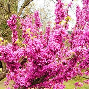 Judas Tree Bonsai European Redbud Tree of Love Flowering Cercis Siliquastrum Sakura 15 Seeds for Planting