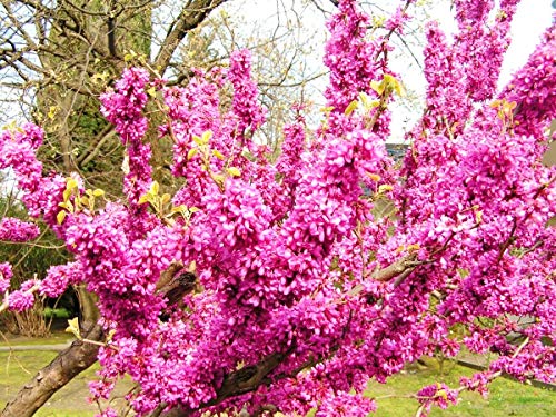 Judas Tree Bonsai European Redbud Tree of Love Flowering Cercis Siliquastrum Sakura 15 Seeds for Planting