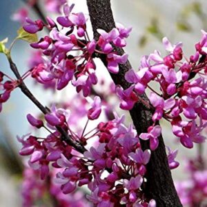 Judas Tree Bonsai European Redbud Tree of Love Flowering Cercis Siliquastrum Sakura 15 Seeds for Planting