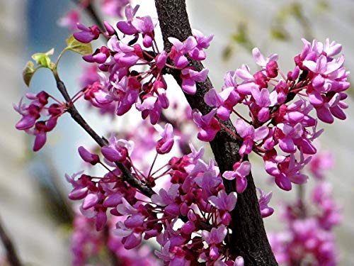 Judas Tree Bonsai European Redbud Tree of Love Flowering Cercis Siliquastrum Sakura 15 Seeds for Planting