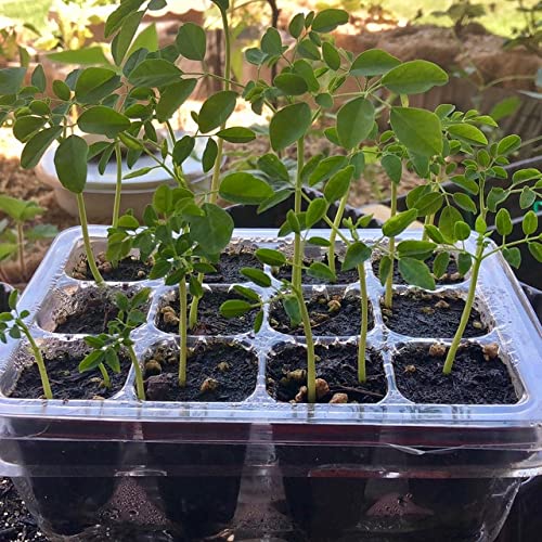 100+ Organic Moringa Seeds| Best for Planting & Gardening| High Yield Fully Matured Black Seeds|Semillas De Moringa| Antioxidant Rich Superfood - Mogo