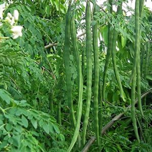 100+ Organic Moringa Seeds| Best for Planting & Gardening| High Yield Fully Matured Black Seeds|Semillas De Moringa| Antioxidant Rich Superfood - Mogo