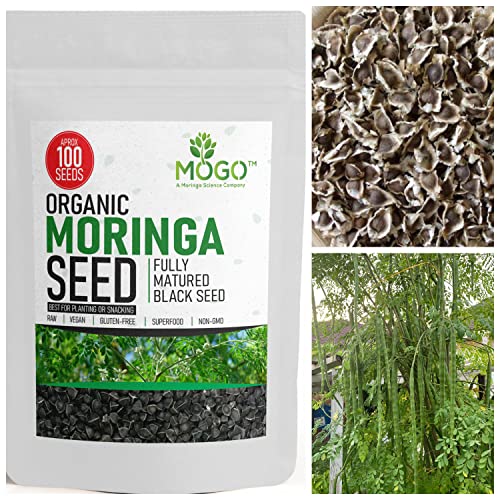 100+ Organic Moringa Seeds| Best for Planting & Gardening| High Yield Fully Matured Black Seeds|Semillas De Moringa| Antioxidant Rich Superfood - Mogo