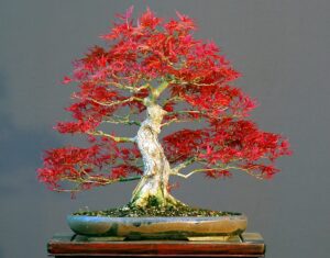 50 bonsai tree seeds, japanese red maple | highly prized for bonsai (acer palmatum)