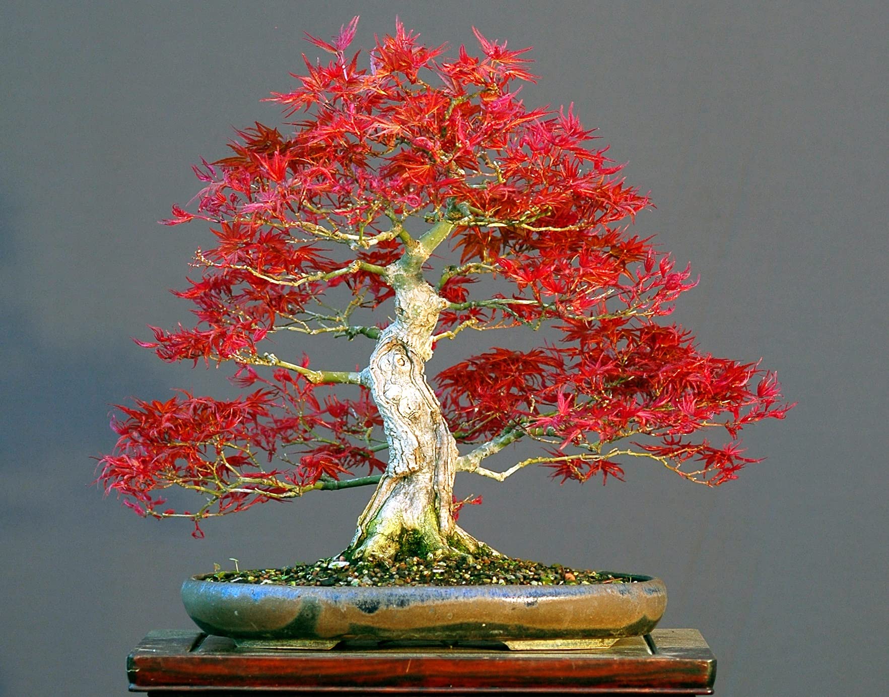 50 Bonsai Tree Seeds, Japanese Red Maple | Highly Prized for Bonsai (ACER palmatum)