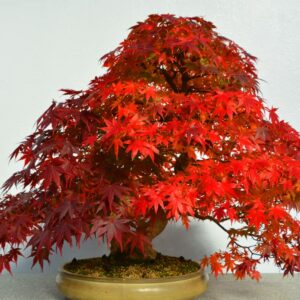 40 Red Maple Bonsai Tree Seeds - Made in USA, Ships from Iowa