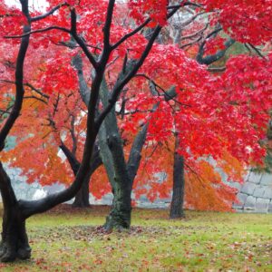 40 Red Maple Bonsai Tree Seeds - Made in USA, Ships from Iowa