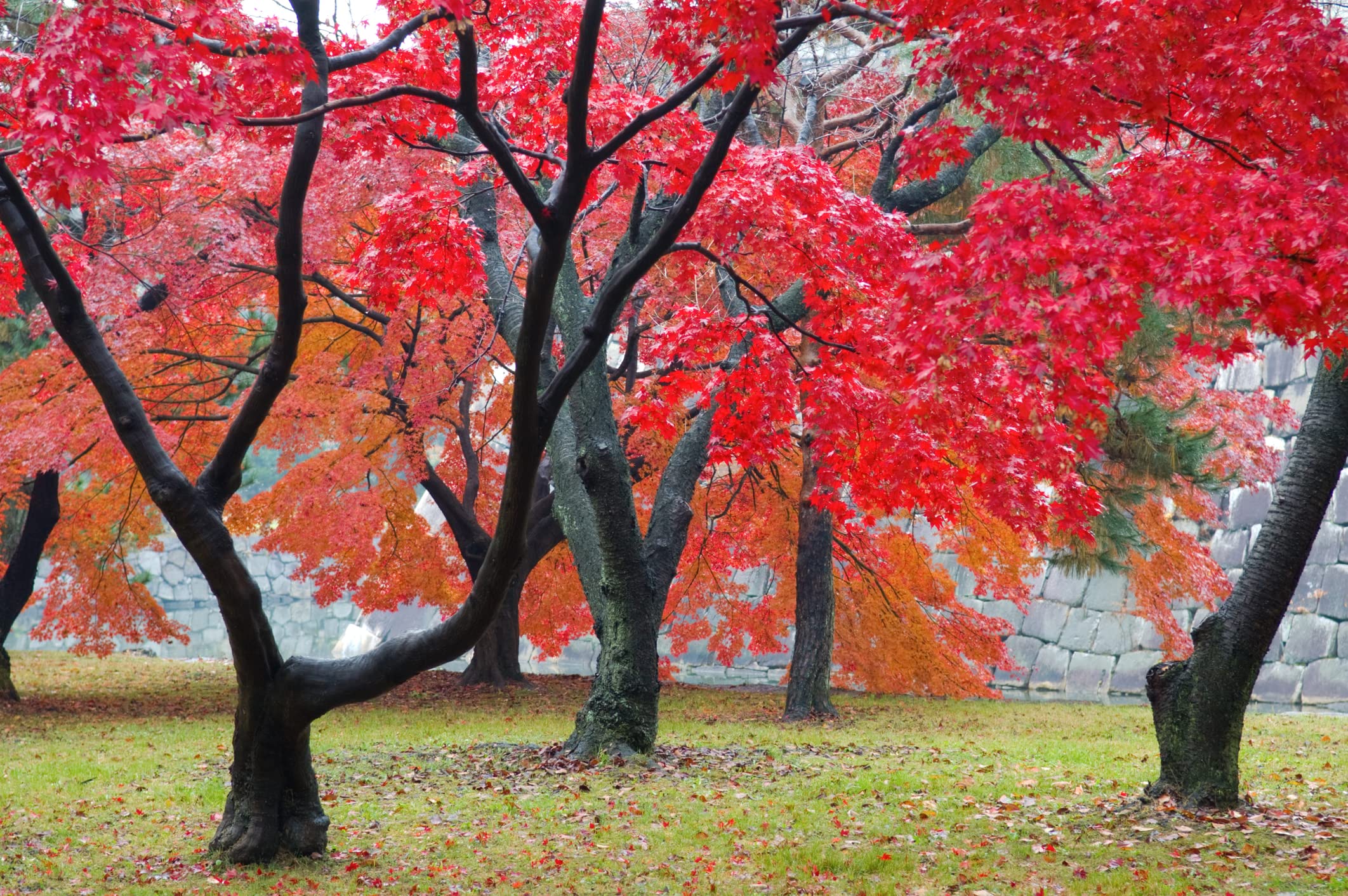 40 Red Maple Bonsai Tree Seeds - Made in USA, Ships from Iowa