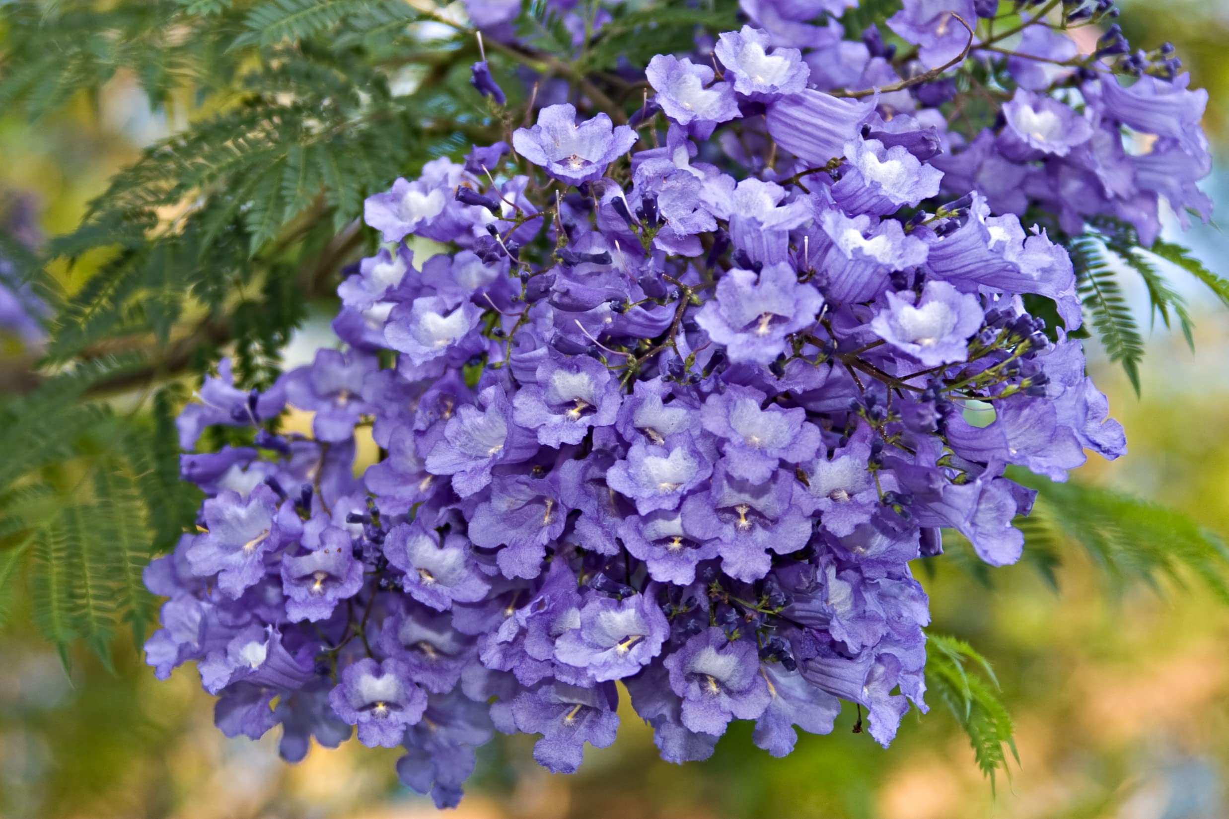 50 Blue Jacaranda Tree Seeds - Stunning Flowering Tree - Made in USA, Ships from Iowa