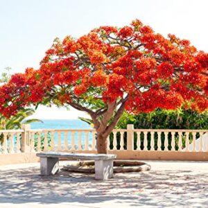 25 Seeds Delonix regia - Royal Poinciana Flamboyant Flame Tree