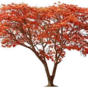 25 Seeds Delonix regia - Royal Poinciana Flamboyant Flame Tree