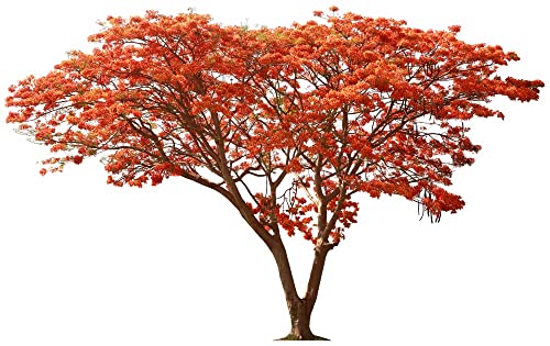 25 Seeds Delonix regia - Royal Poinciana Flamboyant Flame Tree