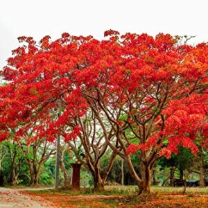 25 Seeds Delonix regia - Royal Poinciana Flamboyant Flame Tree