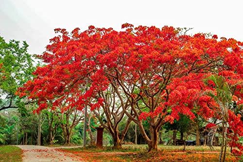 25 Seeds Delonix regia - Royal Poinciana Flamboyant Flame Tree