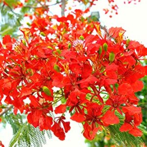 25 Seeds Delonix regia - Royal Poinciana Flamboyant Flame Tree