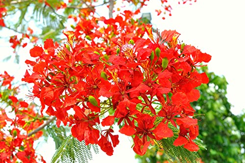 25 Seeds Delonix regia - Royal Poinciana Flamboyant Flame Tree