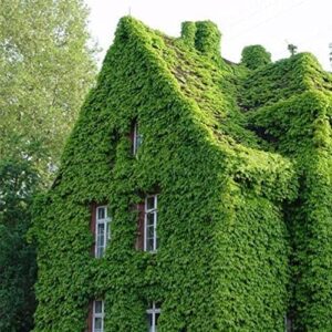 50 Boston Ivy Seeds for Planting - Easy to Grow Ivy Vine - Ships from Iowa, USA