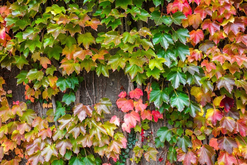 50 Boston Ivy Seeds for Planting - Easy to Grow Ivy Vine - Ships from Iowa, USA