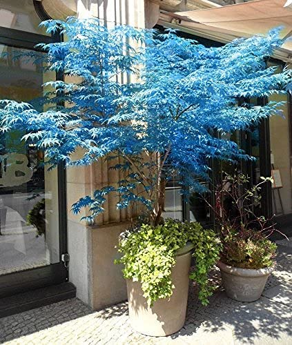 MITRAEE 10pcs Japanese Ghost Blue Maple Tree Bonsai Plant Seeds