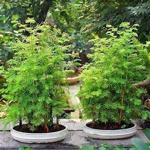 mitraee 100pcs dawn redwood bonsai tree grove metasequoia glyptostroboides bonsai seeds diy home gardening