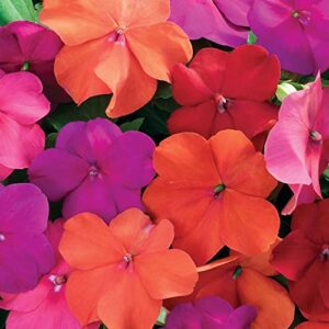 outsidepride 100 seeds impatiens xtreme tango shade garden flower seed mix for planting