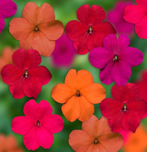 Outsidepride 100 Seeds Impatiens Xtreme Tango Shade Garden Flower Seed Mix for Planting