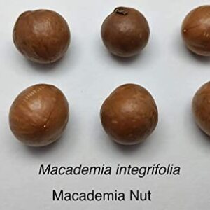 5 Macadamia Nut Tree Seeds - Macadamia integrifolia - Ships from Iowa, USA