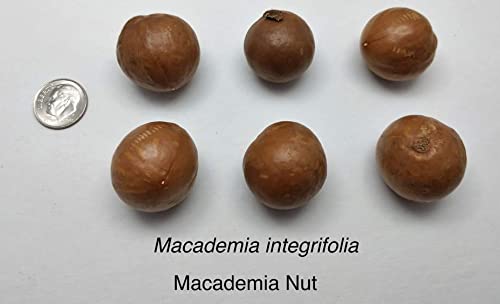 5 Macadamia Nut Tree Seeds - Macadamia integrifolia - Ships from Iowa, USA