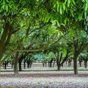 5 Macadamia Nut Tree Seeds - Macadamia integrifolia - Ships from Iowa, USA